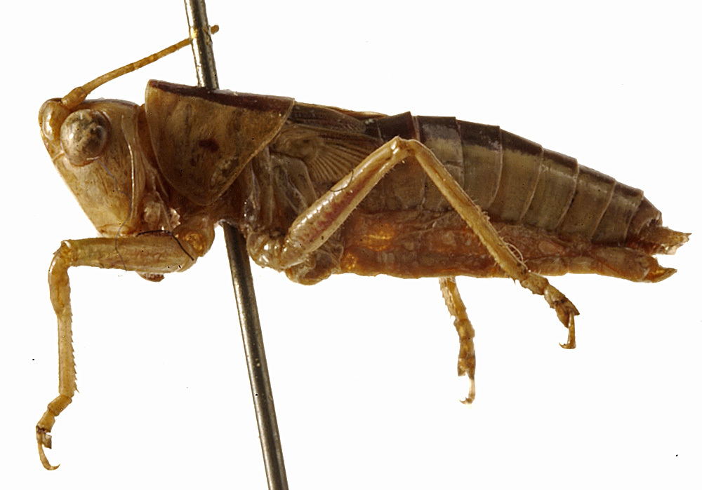 CollectionObject 1529620; ef60d7ca-d985-4e7b-9744-6d777510c324: male, lateral view (holotype). (CollectionObject).