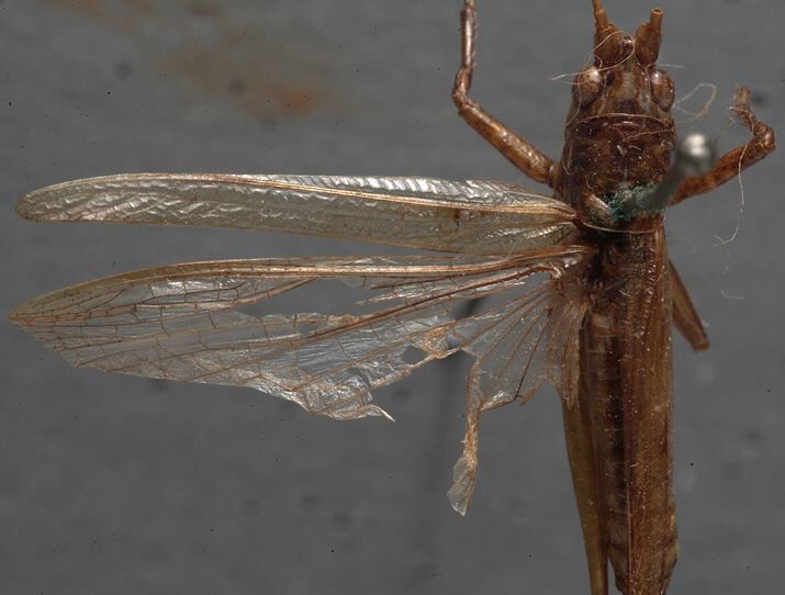 CollectionObject 1505661; 1598616a-3feb-4117-bf41-1a4a6b969f35: female, dorsal view (holotype). (CollectionObject).