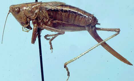 Conocephalus (Anisoptera) occidentalis (Morse, 1901): female, lateral view (syntype). (Otu).