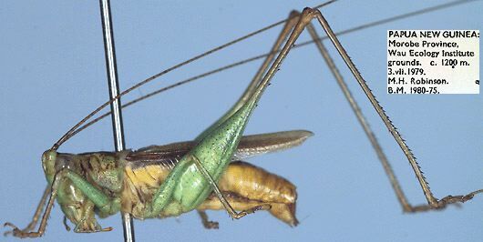 CollectionObject 1516779; 45a94a6e-a54a-4603-b677-92de2b99fea6: male, lateral view (neotype). (CollectionObject).