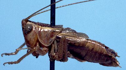 Conocephalus (Conocephalus) saltans (Scudder, 1872): male, lateral view (allotype). (Otu).