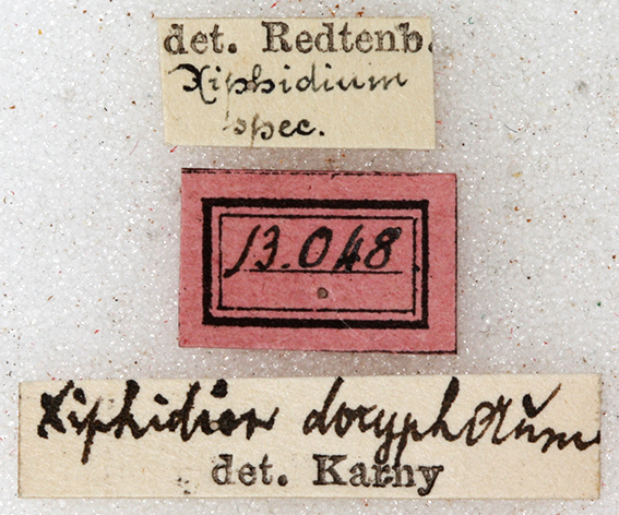 CollectionObject 1531509; NMW 13048, a5cc3f0d-a4b2-4259-a854-705bc29385f0: labels (holotype). (CollectionObject).