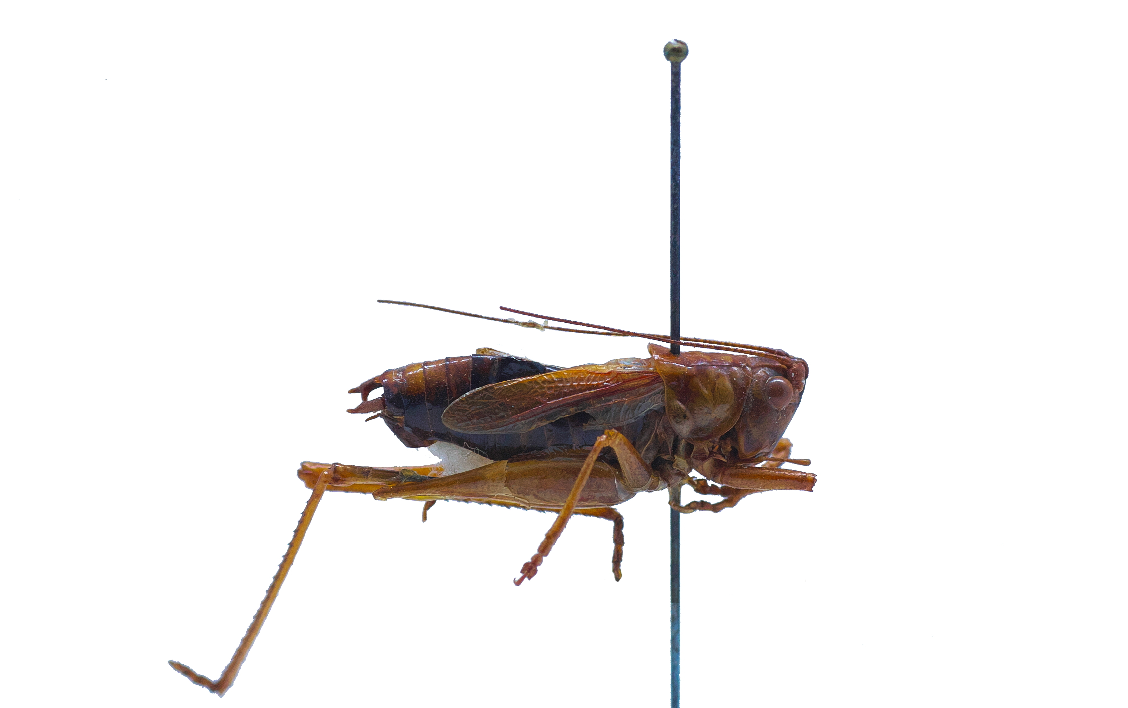 CollectionObject 1475367; cc6c6125-3f1a-457c-bf0f-8275bef7e3b0: male, lateral view (holotype). (CollectionObject).