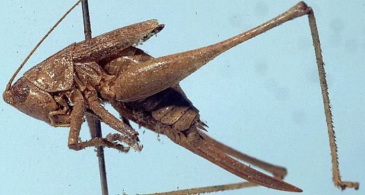 Conocephalus (Anisoptera) exitiosus (McNeill, 1901): female, lateral view (paratype). (Otu).