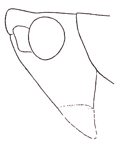 Conocephalus (Anisoptera) gracillimus (Morse, 1901): Pl. XV, Fig. 8 (specimen from Florida). male head, lateral view. (Otu).