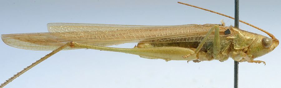 CollectionObject 1516784; bf05c268-e55d-4ef2-a5f0-6d21067d615b: male, lateral view (holotype). (CollectionObject).