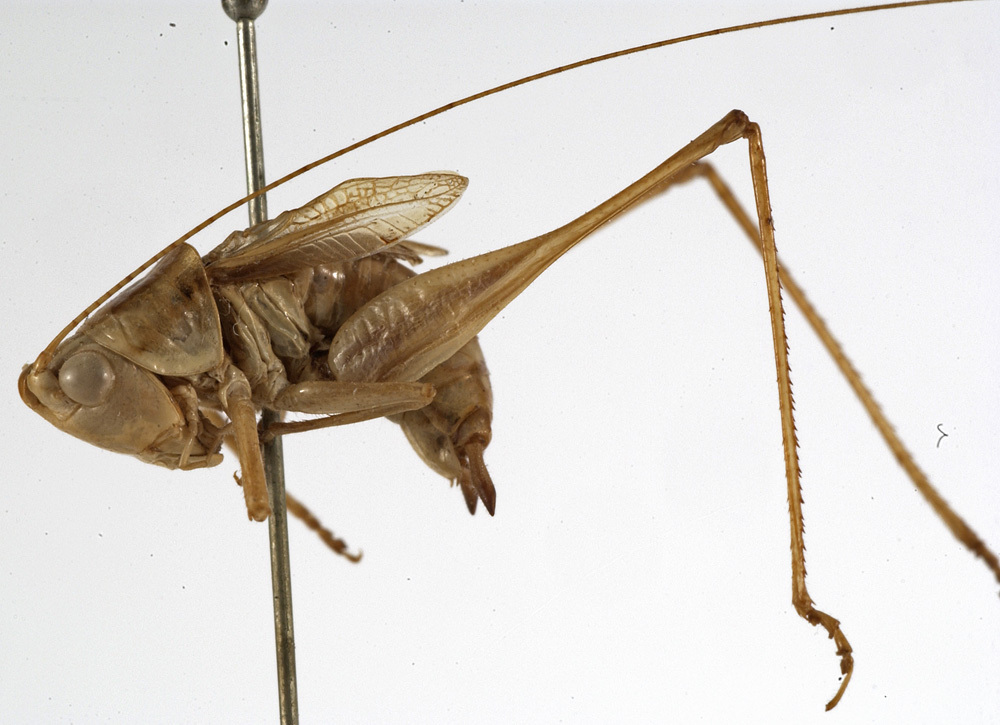 CollectionObject 1529622; 5f097b68-beab-4a70-908e-026fe64729e1: male, lateral view (lectotype). (CollectionObject).