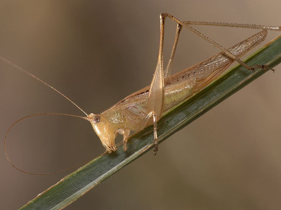 Conocephalus (Conocephalus) conocephalus (Linnaeus, 1767): female, lateral view (Botswana, Okawango). (Otu).