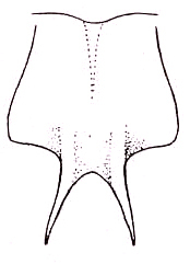 Conocephalus (Dicellurina) allardi (Caudell, 1910): Pl. XV, Fig. 1 (after paratype). male subgenital plate. (Otu).