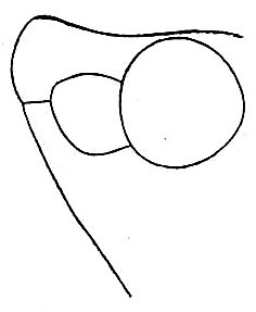 Conocephalus (Perissacanthus) strictoides (Caudell, 1906): Pl. XXI, Fig. 2. lateral outline of vertex (male). (Otu).