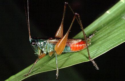 Conocephalus (Anisoptera) angustifrons (Redtenbacher, 1891): male (Costa Rica, Heredia Prov., La Selva). (Otu).