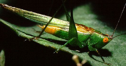 Conocephalus (Anisoptera) cinereus Thunberg, 1815: male (Bonita Springs, FL, USA). (Otu).