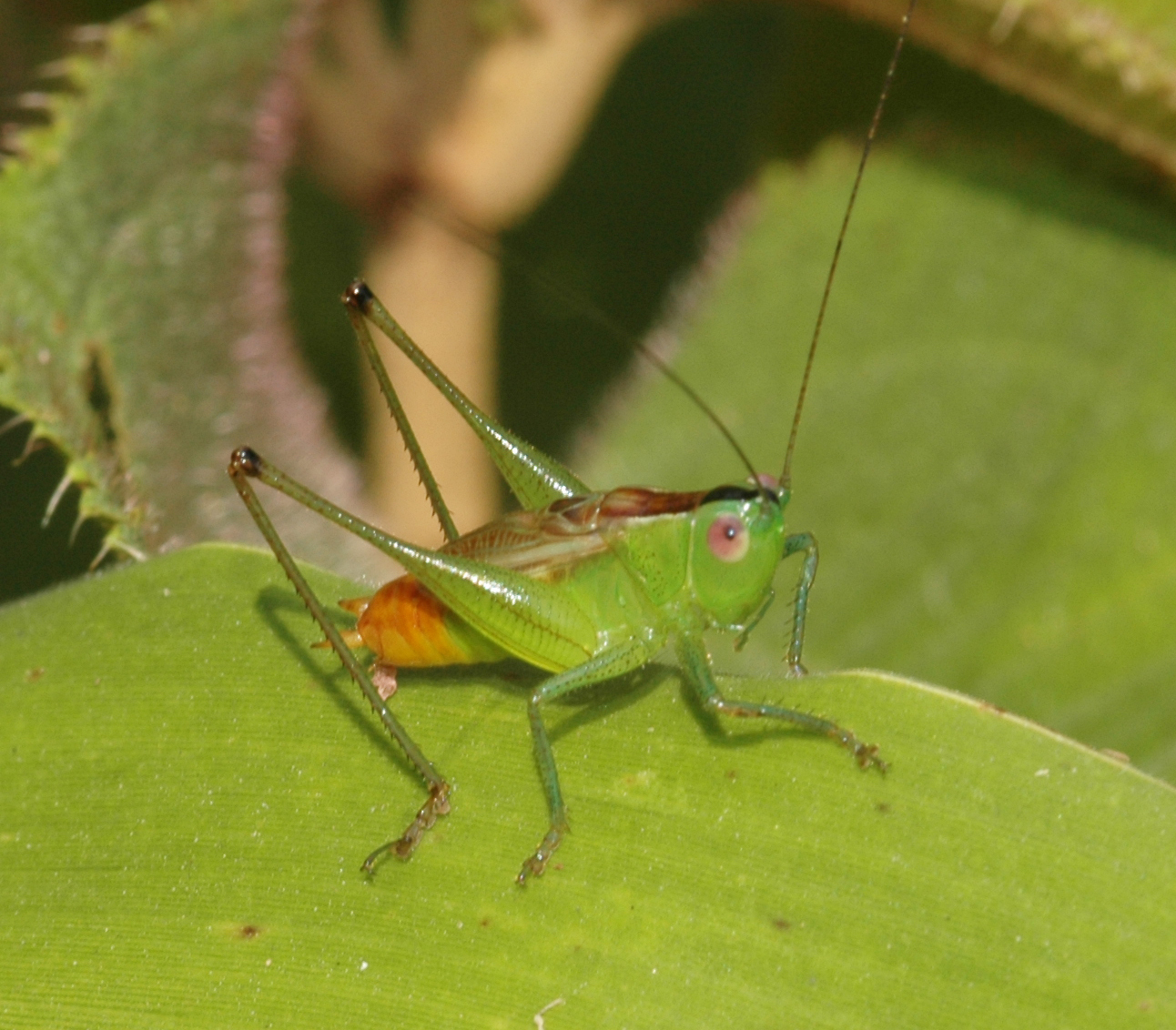 Conocephalus (Anisoptera) ictus (Scudder, 1875): male. (Otu).