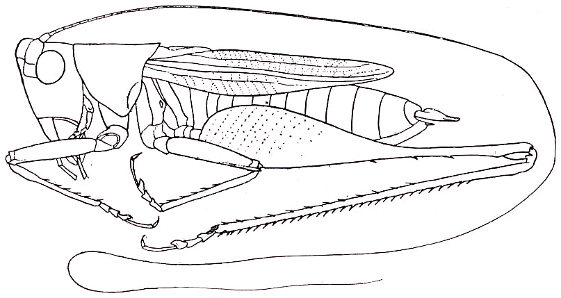 Conocephalus stictomerus Rehn & Hebard, 1915: Pl. XV, Fig. 10 (after type). male habitus (body length 11.4 mm, pronotum 3.2 mm, tegmina 8.7 mm). (Otu).