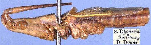 Conocephalus (Megalotheca) longiceps (Péringuey, 1916): male, lateral view (paratype). (Otu).