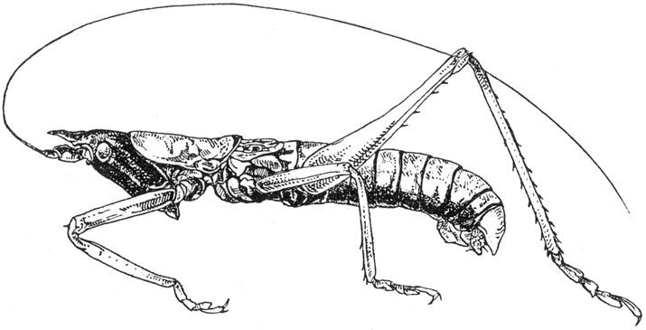 Conocephalus (Megalotheca) nigrifrons (Chopard, 1952): male habitus. (Otu).