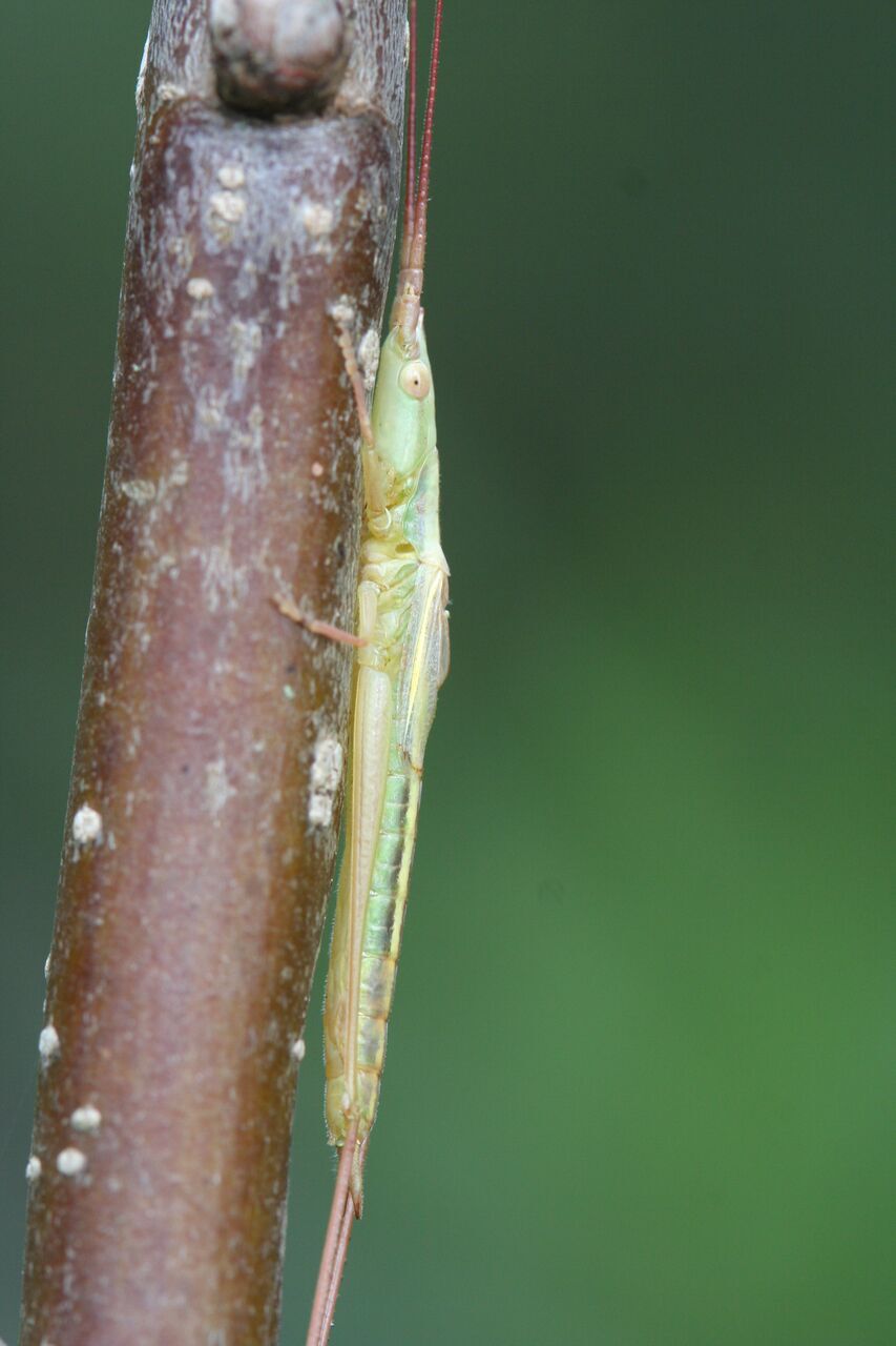 Conocephalus (Megalotheca) phasma Gorochov & Llorente del Moral, 2004: male, East Kilimanjaro, Tanzania. (Otu).