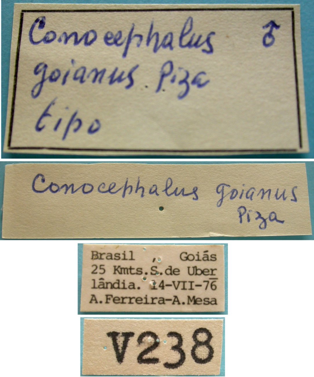 CollectionObject 1542655; 7e7d954d-d084-428e-868c-63a6bfeb5651: male, labels (holotype). (CollectionObject).