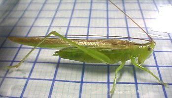 Conocephalus (Amurocephalus) chinensis (Redtenbacher, 1891): male, lateral view. (Otu).