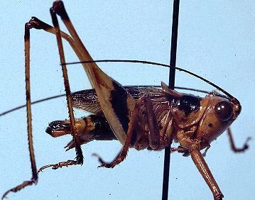 Fatuhivella colorata Hebard, 1933: male (paratype). (Otu).