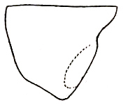 Orchelimum (Metarhoptrum) fraternum Rehn & Hebard, 1915: Pl. II, Fig. 16 (after type). male pronotum, lateral outline. (Otu).