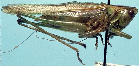 CollectionObject 1522190; 0aa56165-7da1-4b0d-9375-07a6341a1407: male, lateral view (holotype). (CollectionObject).