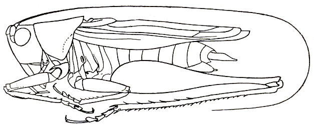 Orchelimum (Metarhoptrum) unispina (Saussure & Pictet, 1898): Pl. II, Fig. 17 (specimen from Guadalajara). male (body length 18.2, pronotum 5.5, tegmen 14, hind femur 13.7 mm). (Otu).