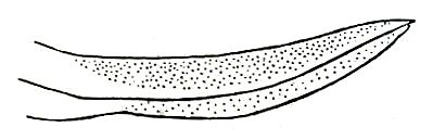 Orchelimum (Stenorhoptrum) volantum McNeill, 1891: Pl. IV, Fig. 111. ovipositor. (Otu).