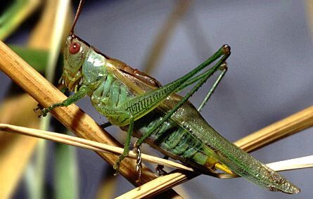 Orchelimum (Orchelimum) bullatum Rehn & Hebard, 1915: male (USA, Texas, Brownsville). (Otu).