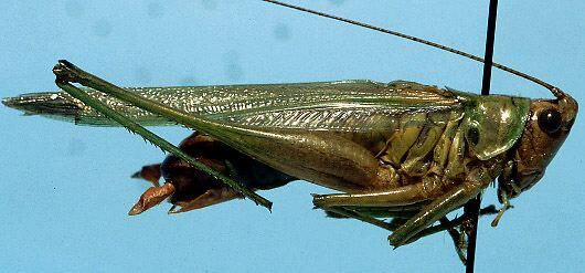 CollectionObject 1533088; 6897f7b0-4149-477b-a375-a46d222dd03b: male, lateral view (holotype). (CollectionObject).