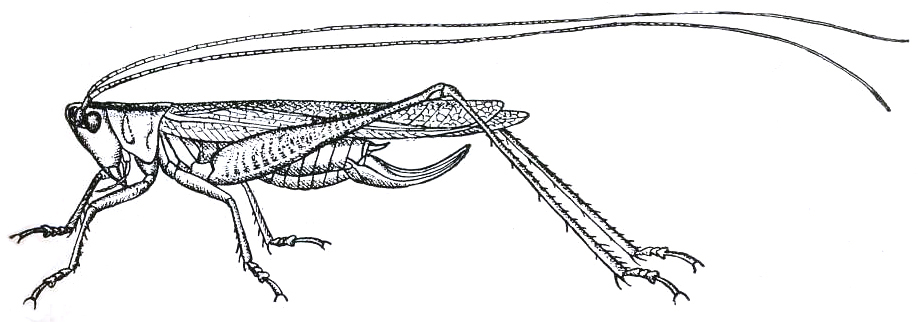 Orchelimum (Orchelimum) concinnum Scudder, 1862: Fig. 185. female (body 16.5-18 mm, tegmina 17-24 mm, ovipositor 7.5-8.2 mm). (Otu).