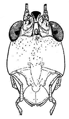 Orchelimum (Orchelimum) delicatum Bruner, 1892: Fig. 1. face. (Otu).