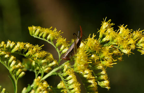 Orchelimum (Orchelimum) gladiator Bruner, 1891: 12-Sep-04. female (from Ohio, Licking County). (Otu).