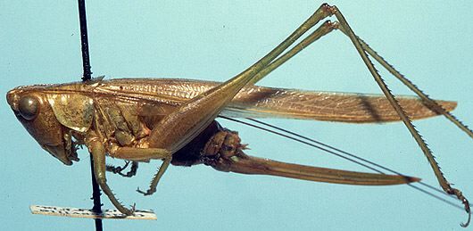 Orchelimum (Orchelimum) militare Rehn & Hebard, 1907: female, lateral view (allotype). (Otu).