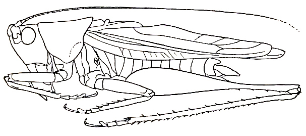 Orchelimum (Orchelimum) minor Bruner, 1891: Pl. I, Fig. 3 (specimen from New Jersey). male habitus. (Otu).