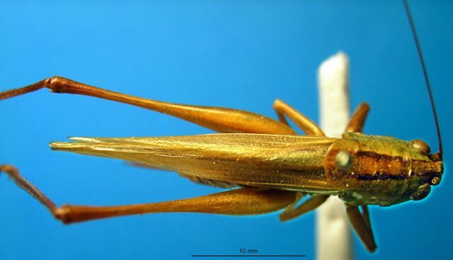 Orchelimum (Orchelimum) vulgare Harris, 1841: female, dorsal view (paralectotype of Xiphidium glaberrimum). (Otu).