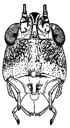 Orchelimum (Orchelimum) campestre Blatchley, 1893: Fig. 1. face. (Otu).