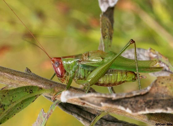 Orchelimum (Orchelimum) erythrocephalum Davis, 1905: reproduced by permission. male (from Treyburn area, Durham County, North Carolina, October 2, 2004). (Otu).
