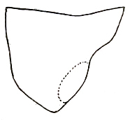 Orchelimum (Orchelimum) laticauda (Redtenbacher, 1891): Pl. I, Fig. 10 (specimen from Washington, D.C.). male pronotum, lateral outline. (Otu).