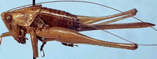 Odontoxiphidium apterum Morse, 1901: female, lateral view (paratype). (Otu).