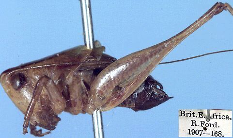 CollectionObject 1516728; 38392a6e-3e87-4833-87bf-dae51d1d2220: male, lateral view (holotype). (CollectionObject).