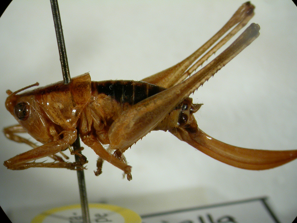 Naskreckiella kalamboi Ünal, 2005: female, lateral view (paratype). (Otu).