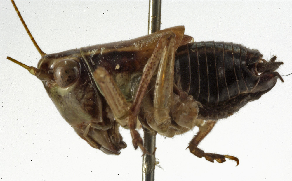 CollectionObject 1529623; 468f95df-a044-409c-ac2c-244e323288d1: male, lateral view (holotype). (CollectionObject).