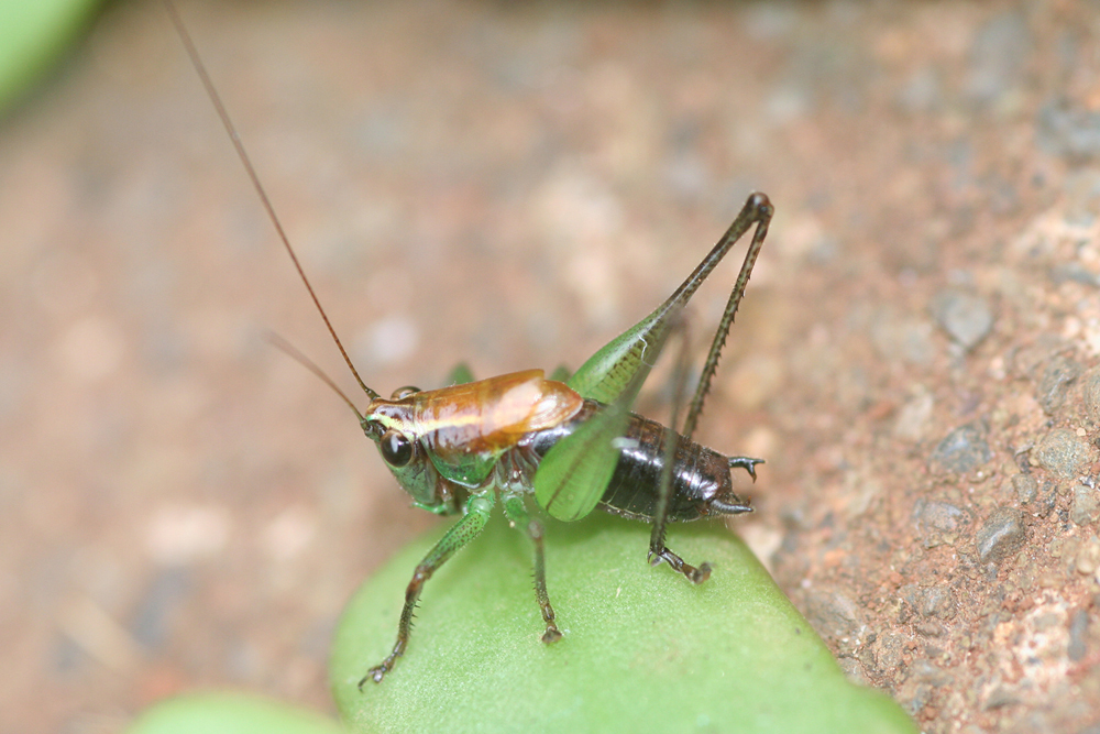 Melanoscirtes taitensis Hemp, 2010: male, Ngangao forest, 1900 m. Taita Hills, Kenya. (Otu).