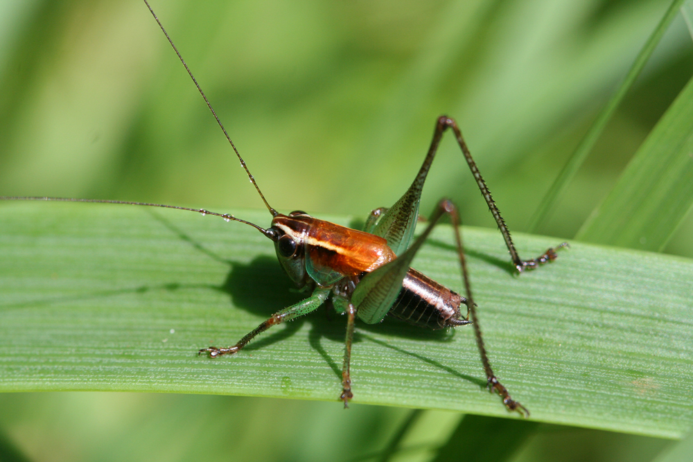 Melanoscirtes usambarensis Hemp, 2010: male, West Usambara Mts, Mazumbai Forest Reserve, Tanzania. (Otu).