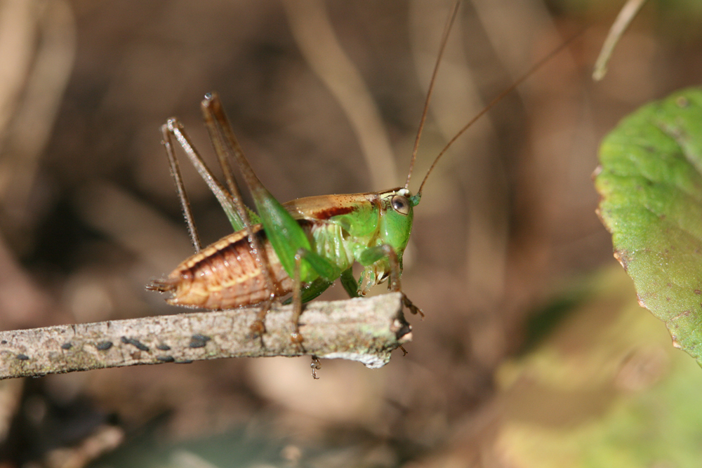 Fulvoscirtes kilimandjaricus (Sjöstedt, 1910): male (Kilimanjaro, Kidia, 1710 m). (Otu).