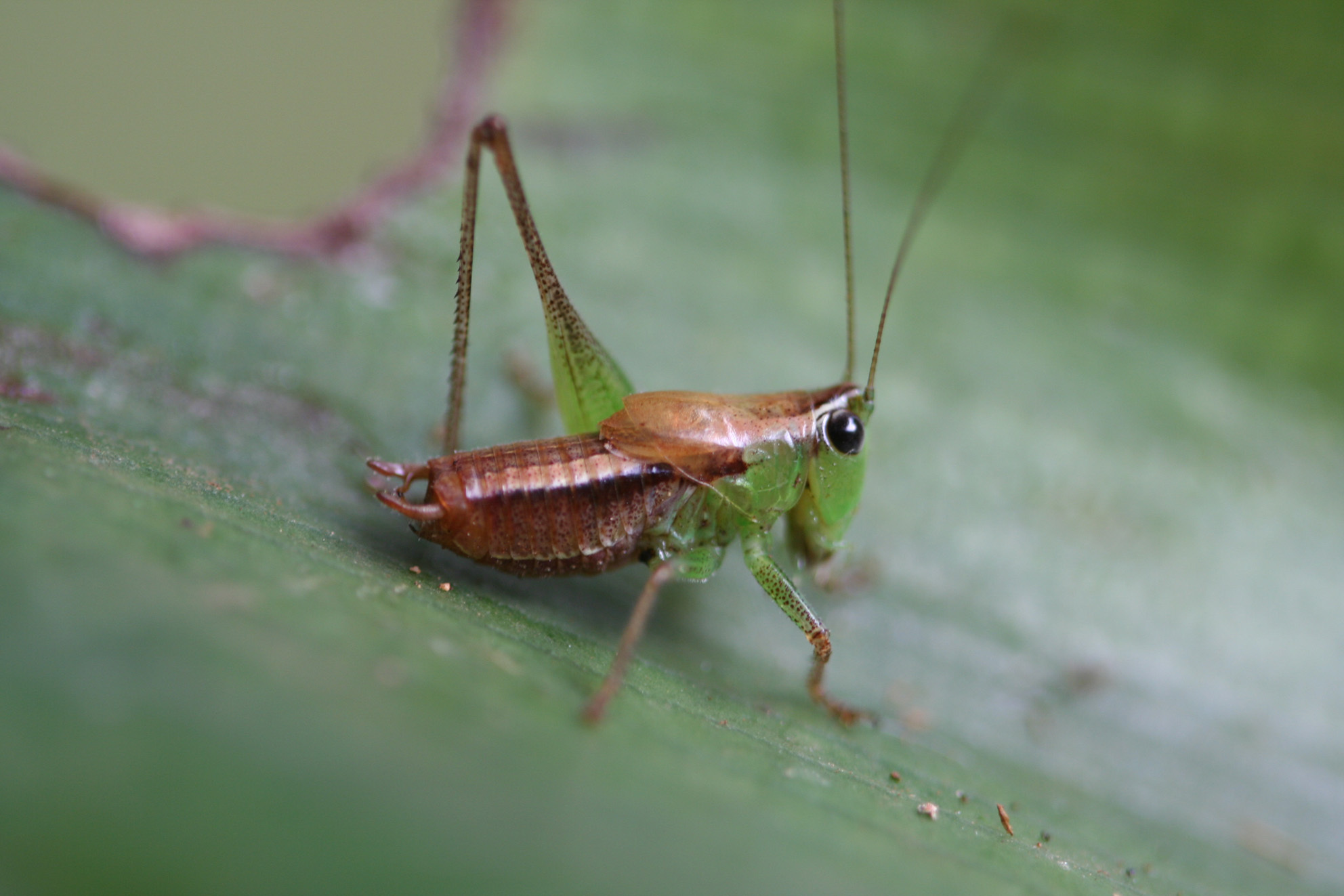 Fulvoscirtes legumishera Hemp, 2012: male (Kilimanjaro, Kwamwanga, roadside). (Otu).