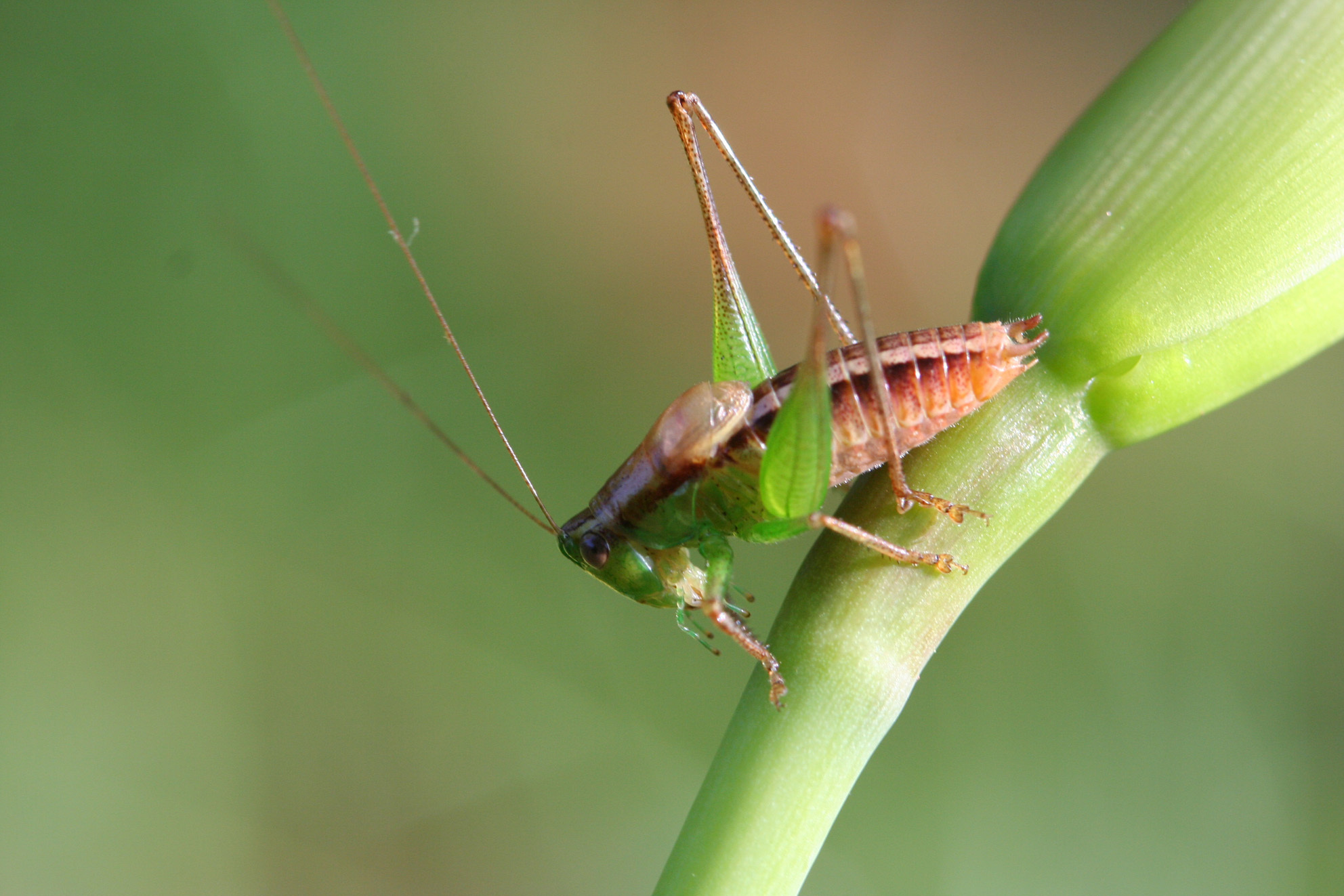 Fulvoscirtes sylvaticus Hemp, 2012: male, Mt Meru, Tanzania. (Otu).