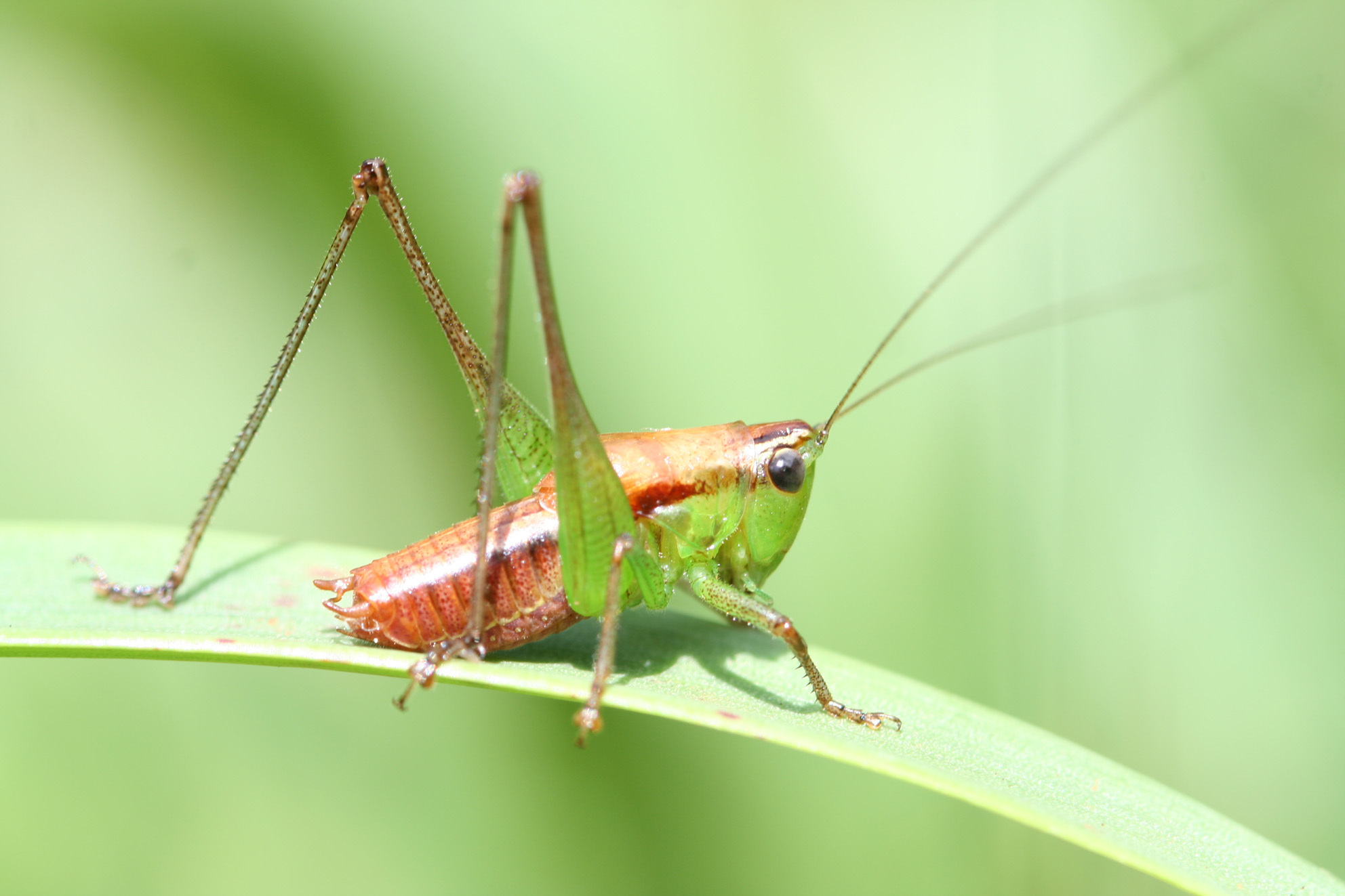 Fulvoscirtes fulvus fulvus Hemp, 2012: male, East Kilimanjaro, Tanzania. (Otu).