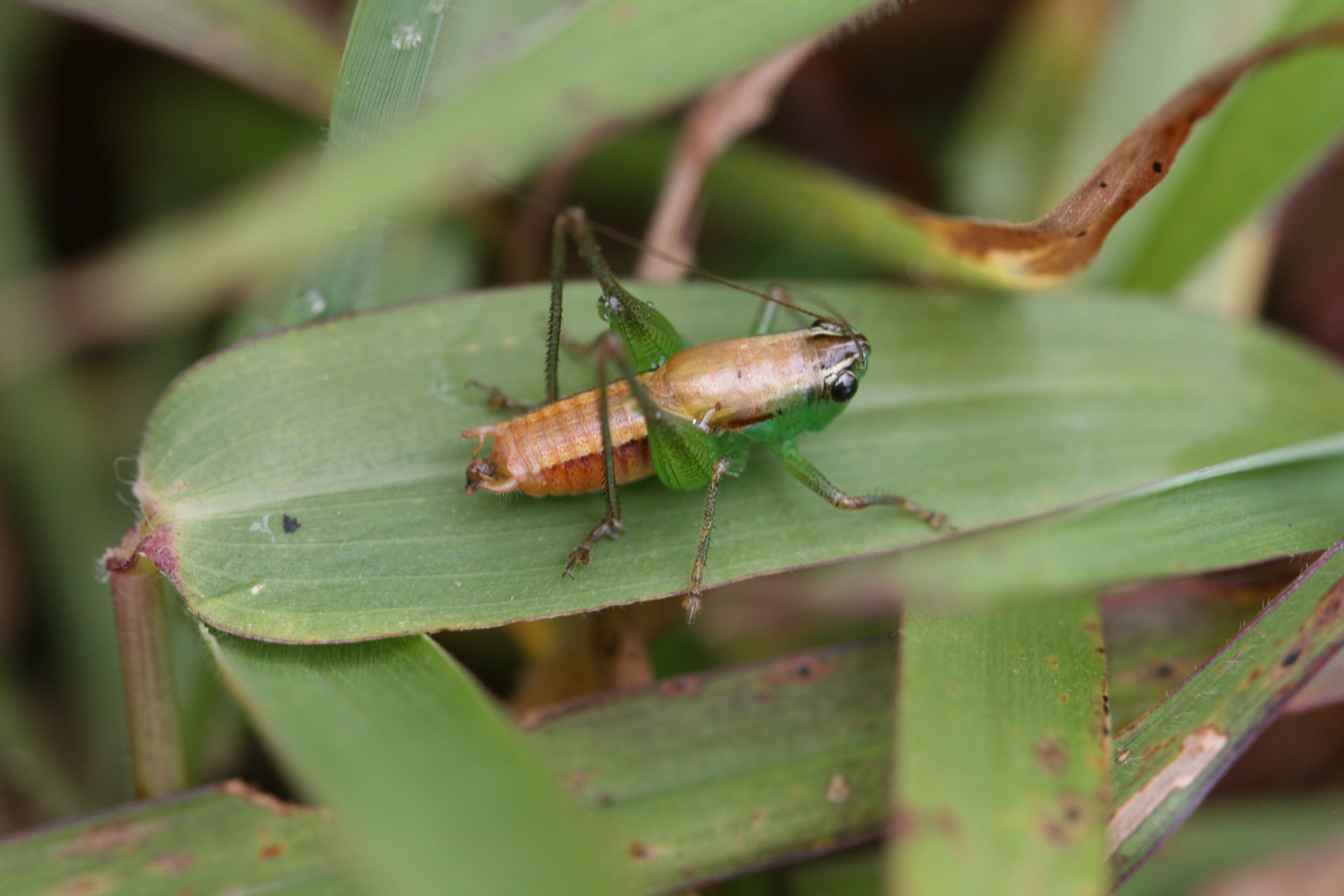 Fulvoscirtes fulvus parensis Hemp, 2012: male (North Pare, Kindoroko). (Otu).